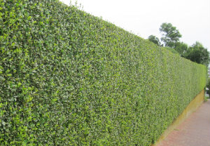 Hedge Cutting and Maintenance